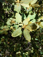 Chrysolepis sempervirens