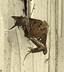 Galasa nigrinodis