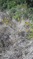 Achillea ageratum
