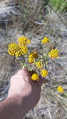 Achillea ageratum