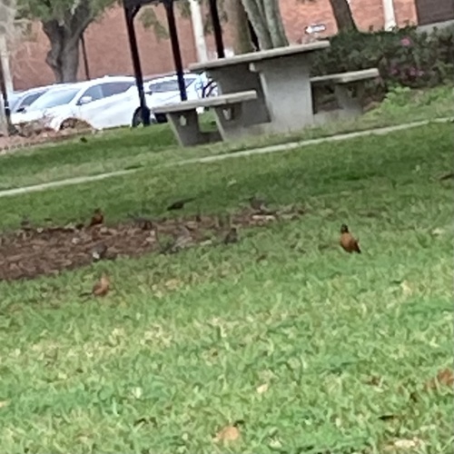 American Robin photographed in Florida