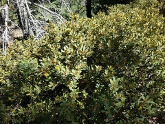 Chrysolepis sempervirens