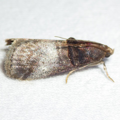 Acrobasis stigmella