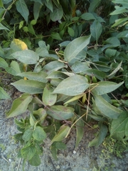 Vincetoxicum rossicum
