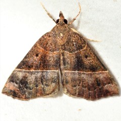 Hypena deceptalis