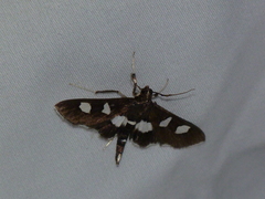 Desmia funeralis