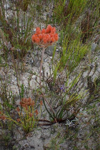 Image of Dilatris pillansii by no rights reserved