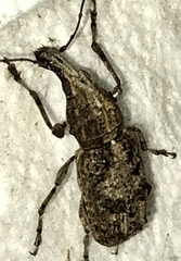 Meconemus infuscatus