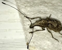 Meconemus infuscatus