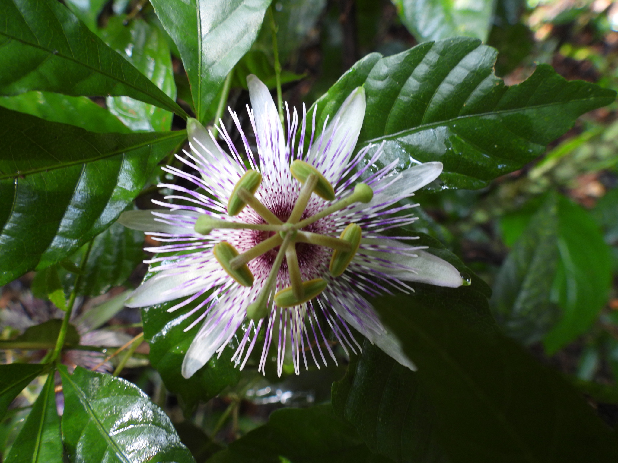 Passiflora miersii
