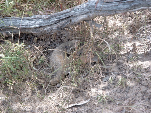 Savannah Monitor