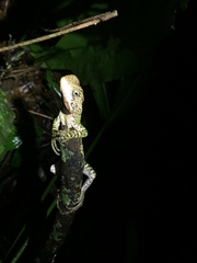 Enyalioides laticeps