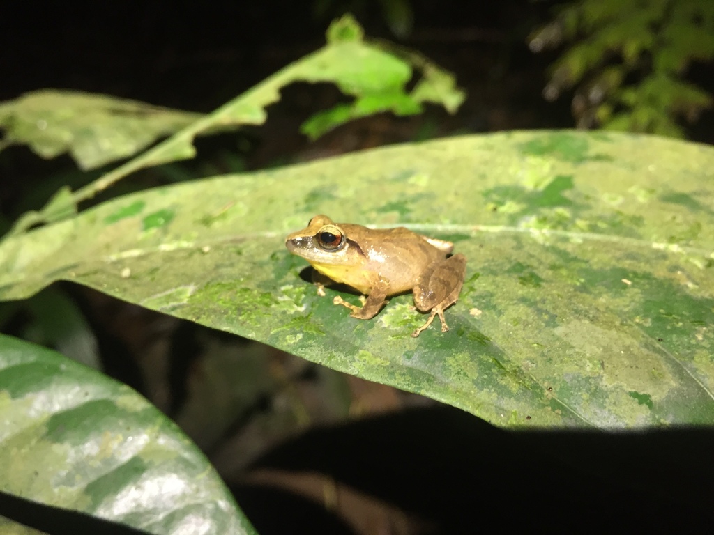 Pyburn's Robber Frog