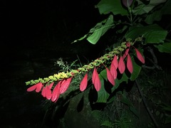 Warszewiczia coccinea