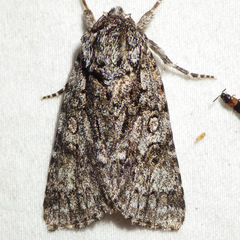 Acronicta impressa