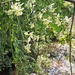 Moringa