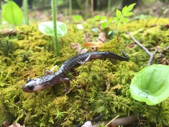 Plethodon wehrlei