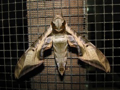 Image of Protambulyx goeldii