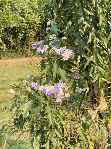 Foto de Falsa-jurubeba