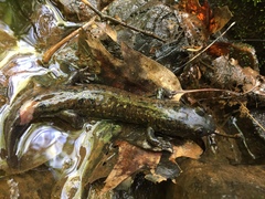 Desmognathus amphileucus