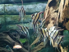 Pterophyllum scalare