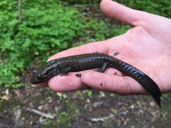 Desmognathus amphileucus