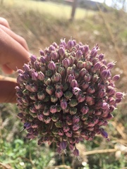 Allium ampeloprasum