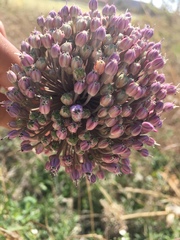 Allium ampeloprasum