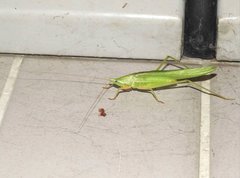 Euconocephalus nasutus