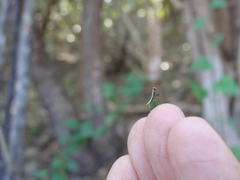 Callimantis antillarum