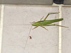 Euconocephalus nasutus