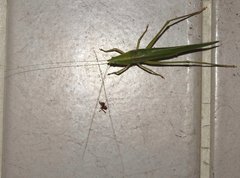 Euconocephalus nasutus