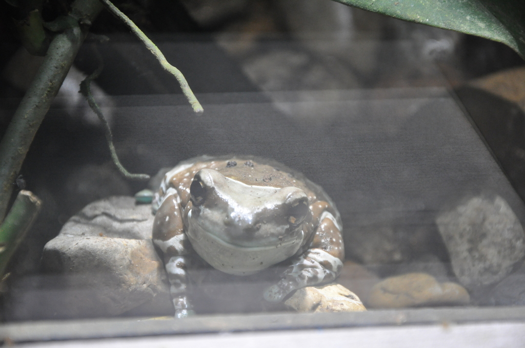 Mission Golden-eyed Treefrog