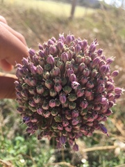 Allium ampeloprasum
