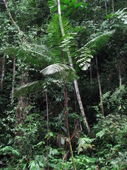 Prestoea decurrens