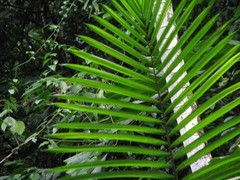 Prestoea decurrens