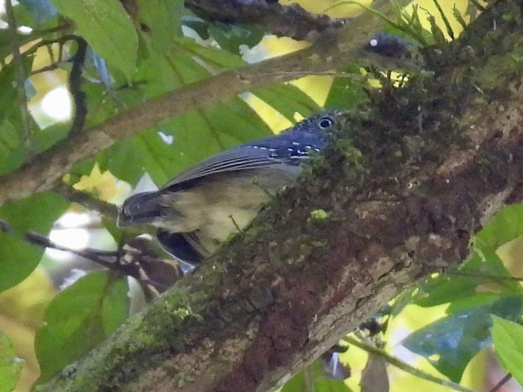 Spot-crowned Antvireo (Dysithamnus puncticeps), photo 6