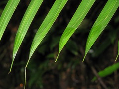 Prestoea decurrens