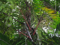 Prestoea decurrens