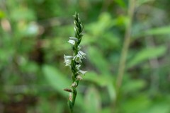 Spiranthes lacera lacera
