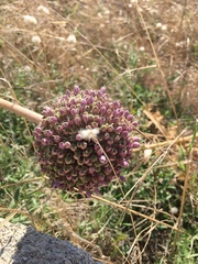 Allium ampeloprasum