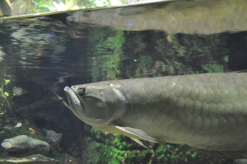 Arwana Silver