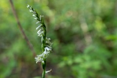 Spiranthes lacera lacera