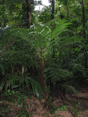 Pholidostachys pulchra