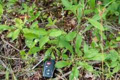 Spiranthes lacera lacera