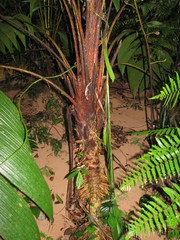 Pholidostachys pulchra