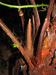 Pholidostachys pulchra