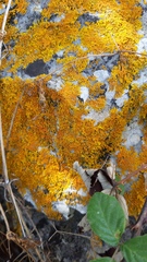 Xanthoria aureola