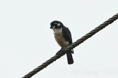 Microhierax fringillarius