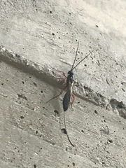 Xoridinae